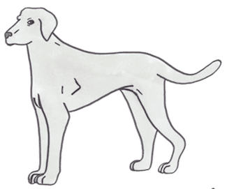 Type de concours canin : le Field Trial