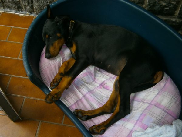 Nala, notre chienne Dobermann à 4 mois