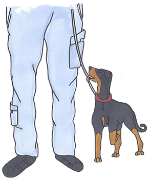 Test d'aptitude du chien : le courage et le mordant