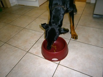 La nourriture de notre chien Dobermann