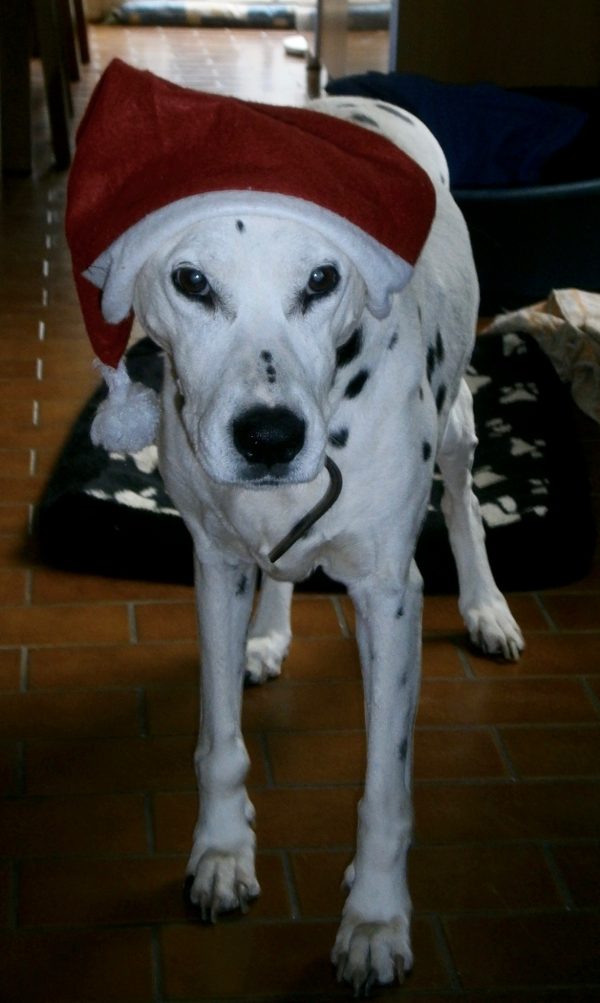 Penny, notre femelle Dalmatien, en mère Noël !
