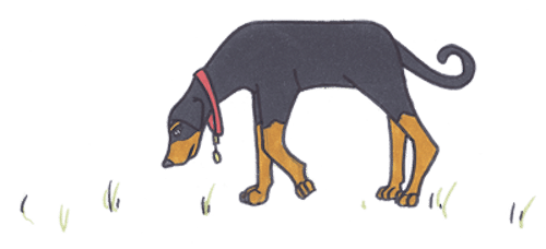Type de concours canin : le pistage