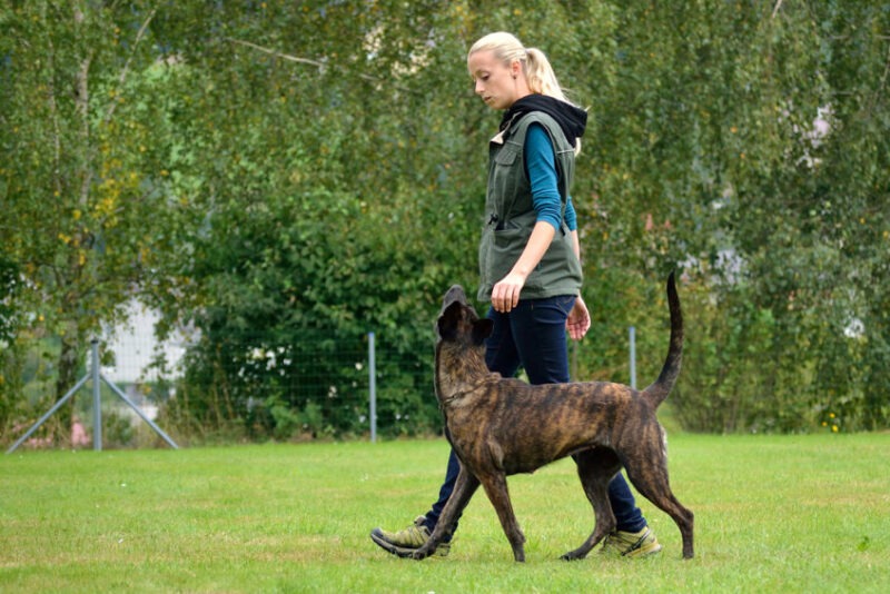Gérer l'agressivité de son chien grâce à un éducateur canin