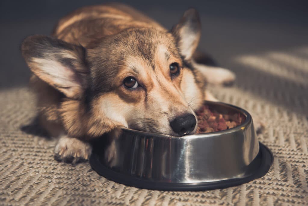 Les avantages d'une alimentation sans amidon pour les chiens