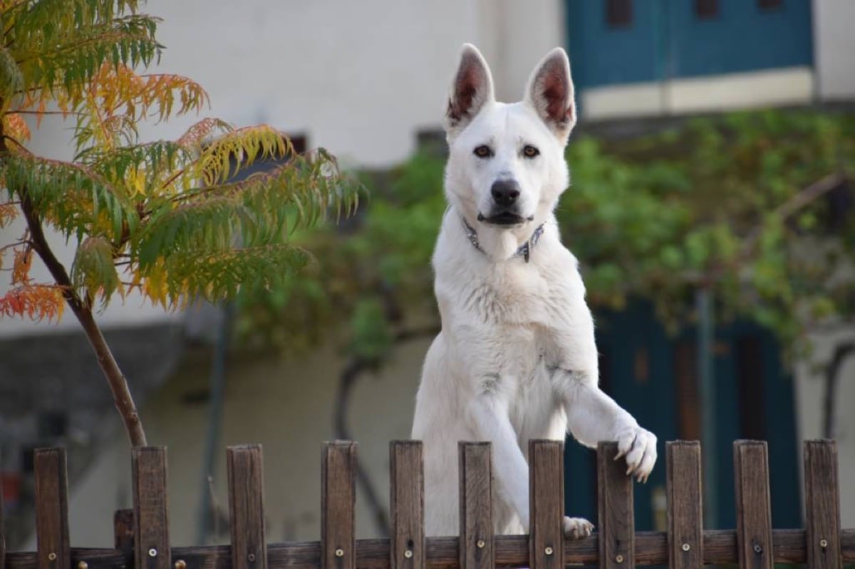 Sécurisez et clôturez votre domicile pour votre chien