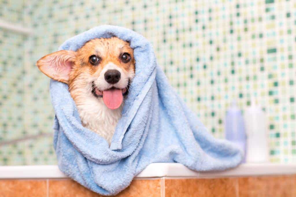 Toilettez votre chien régulièrement pour en prendre soin correctement