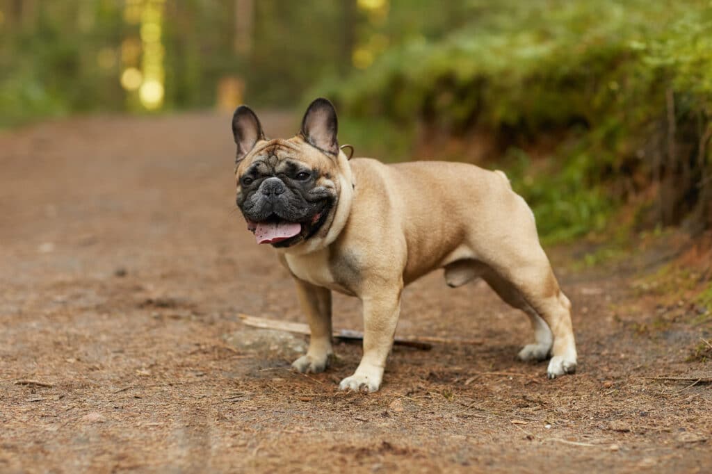Le Bouledogue français est le chien qui a l'espérance de vie la plus courte