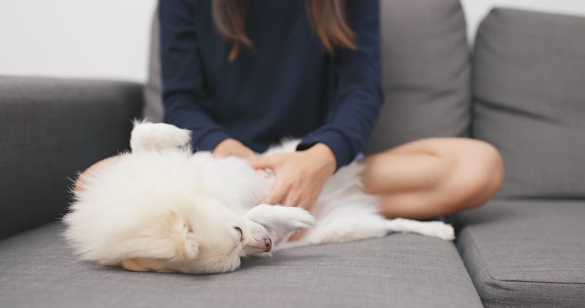 Comment faire un massage cardiaque à son chien ?