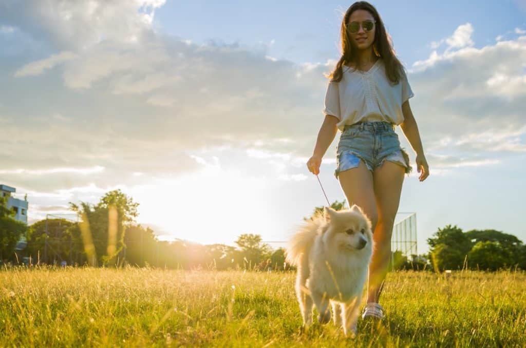 Les avantages de la promenade pour votre chien