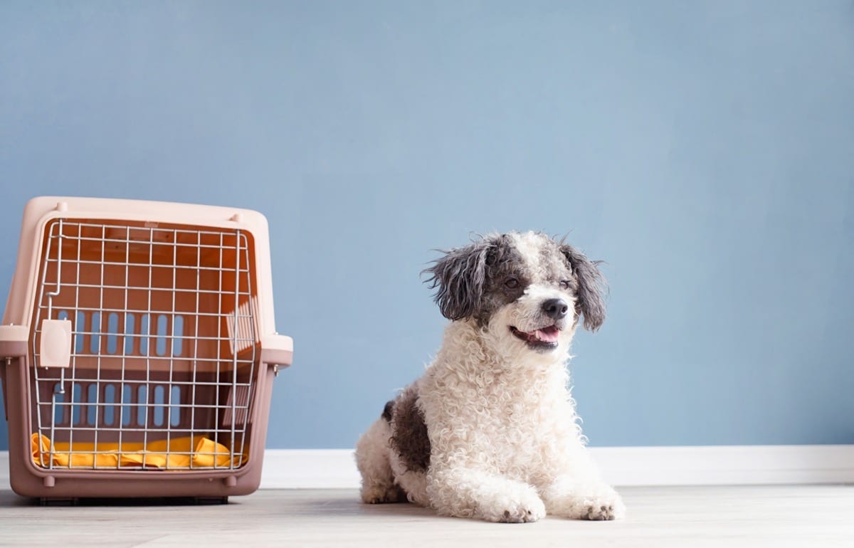 Comment choisir une cage de transport pour un chien ?