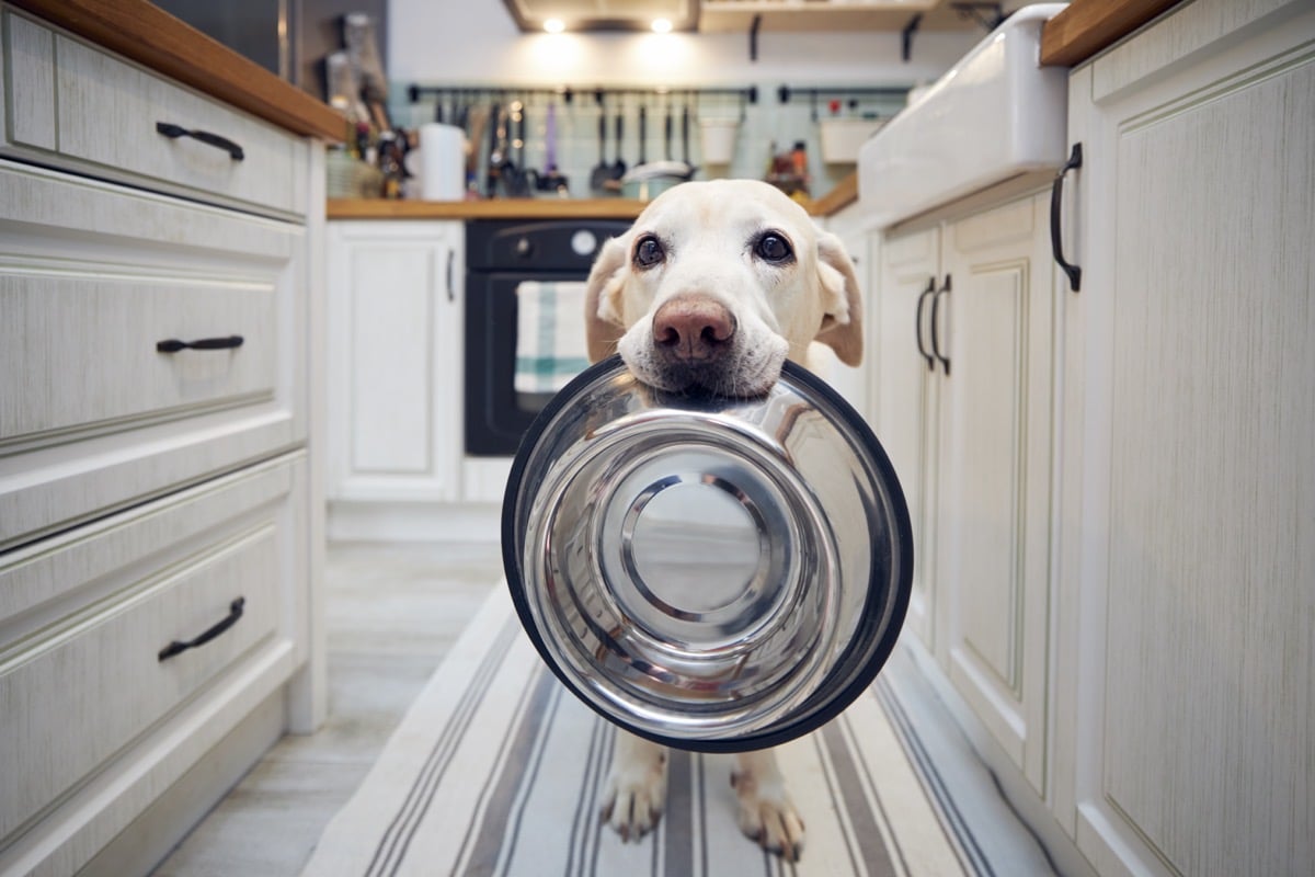 Combien de repas par jour donner à votre chien ?