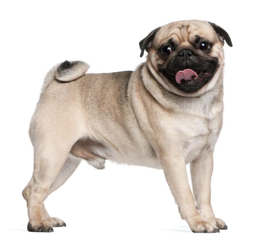 Les chiens à museau court (brachycéphales) comme le Carlin sont sensibles à la chaleur.