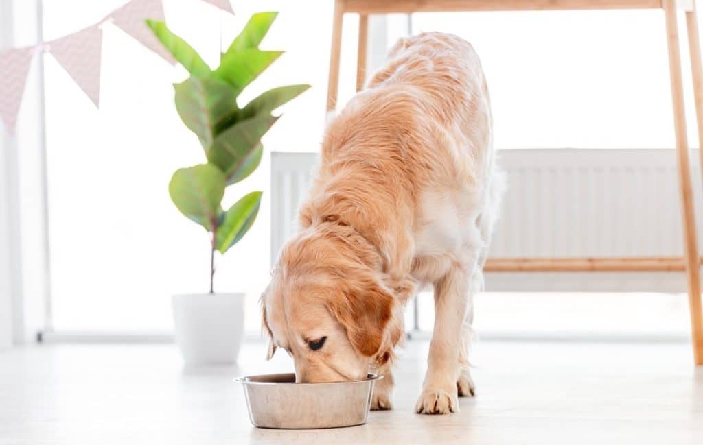 L’hydratation et un régime alimentaire équilibré sont importants pour la santé de votre chien