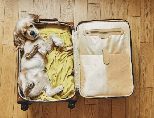 Prendre ses vacances en Europe avec son chien
